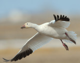 Goose, Lesser Snow