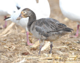 Goose, Lesser Snow