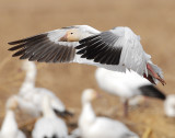 Goose, Lesser Snow