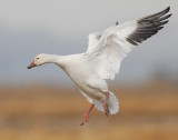 Goose, Lesser Snow