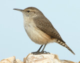 Wren Rock D-063.jpg