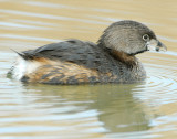 Grebe Pied-billed D-033.jpg