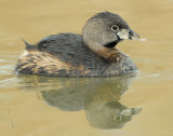 Grebe Pied-billed D-031.jpg