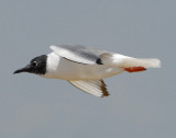 Gull Bonapartes D-035.jpg