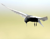 Tern BlackD-073.jpg