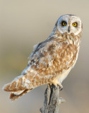 Owl Shot-eared D-135.jpg