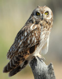 Owl Shot-eared D-150.jpg
