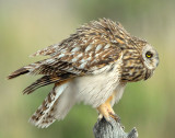 Owl Shot-eared D-158.jpg