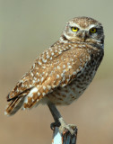 Owl Burrowing D-035.jpg