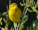 Warbler Yellow D-012.jpg