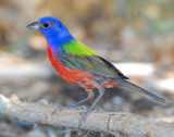 Bunting, Painted (Male)