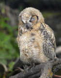 Owl. Great Horned D-040.jpg