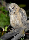Owl. Great Horned D-042.jpg