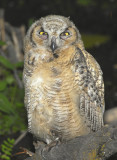 Owl. Great Horned D-045.jpg