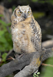 Owl. Great Horned D-049.jpg