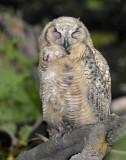 Owl. Great Horned D-047.jpg