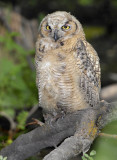 Owl. Great Horned D-048.jpg