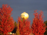 Watertower and Trees