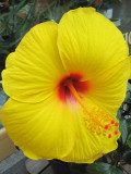 Yellow Hibiscus