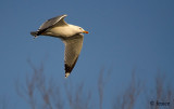 Larus michahellis (Gabbiano Reale)