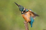 Alcedo atthis (Martin Pescatore) maschio