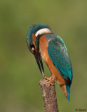 Alcedo atthis (Martin Pescatore) maschio