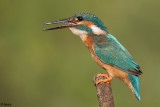 Alcedo atthis (Martin Pescatore) maschio