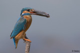 Alcedo atthis (Martin Pescatore) maschio