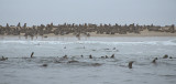 Cape Fur Seals males