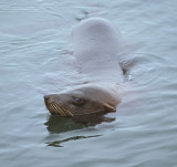 Cape Fur Seal male blind