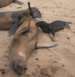 Cape Fur Seal suckling 3
