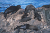 South American Fur Seal colony 2