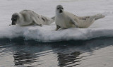 Harp Seals on ice immatures OZ9W9984