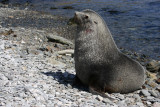 Antarctic Fur Seal male OZ9W7387