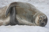 Weddell Seal OZ9W0584
