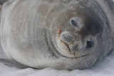 Weddell Seal OZ9W0587