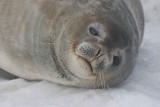 Weddell Seal OZ9W0590
