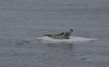 Harp Seal adult OZ9W0024