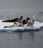 Harp Seal group on ice incl 2 adults OZ9W9937