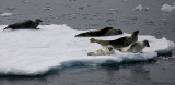Harp Seal group on ice OZ9W9944