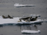 Harp Seal group on ice OZ9W9961