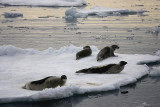 Harp Seal group on ice OZ9W9975