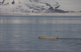 Polar Bear swimming OZ9W1406