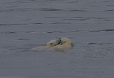 Polar Bear female and cub swimming OZ9W5641