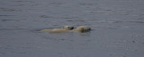 Polar Bear female and cub swimming OZ9W5647