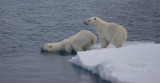 Polar Bear female with cub going in OZ9W7093