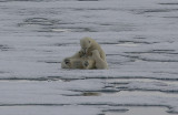 Polar Bear female suckling 2 first-year cubs OZ9W2102a