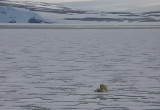 Polar Bear female suckling 2 first-year cubs OZ9W2108