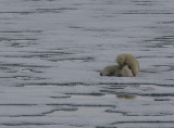 Polar Bear female suckling 2 first-year cubs OZ9W2109