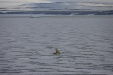 Polar Bear female suckling 2 first-year cubs OZ9W2114